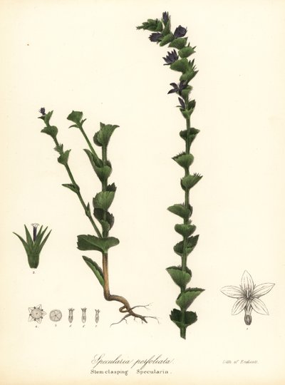 Venus' smykkeglass eller gripende klokkeblomst, Triodanis perfoliata (Stengel-spennende specularia, Specularia perfoliata) av Endicott Endicott