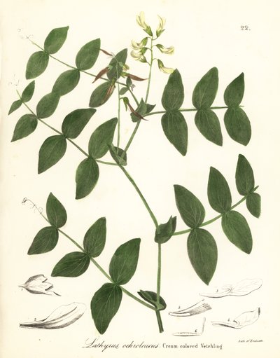 Kremært eller kremfarget vikker, Lathyrus ochroleucus av Endicott Endicott