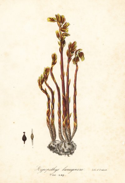 Hollenderpipe, falske bøkdråper, furusaft eller gult fuglerede, Monotropa hypopitys (furusaft, Hypopithys lanuginosa) av Endicott Endicott