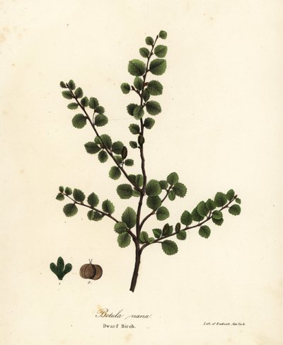 Dvergbjørk, Betula nana av Endicott Endicott