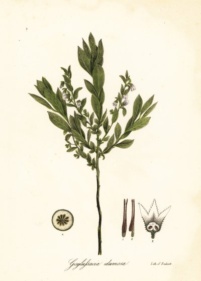 Dverghuckleberry, bush huckleberry eller gopherberry, Gaylussacia dumosa av Endicott Endicott