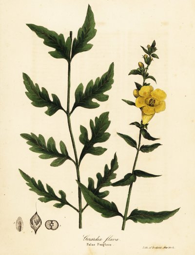 Falsk revebjelle, Aureolaria flava (Gerardia flava) av Endicott Endicott