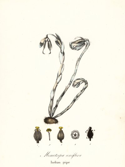 Spøkelsesplante, spøkelsespipe, indisk pipe eller likplante, Monotropa uniflora av Endicott Endicott