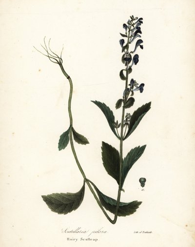 Håret hodekappe, Scutellaria elliptica (Scutellaria pilosa) av Endicott Endicott
