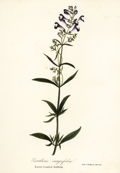 Hjelmblomst, hjelmhette eller helbladet hodekappe, Scutellaria integrifolia av Endicott Endicott