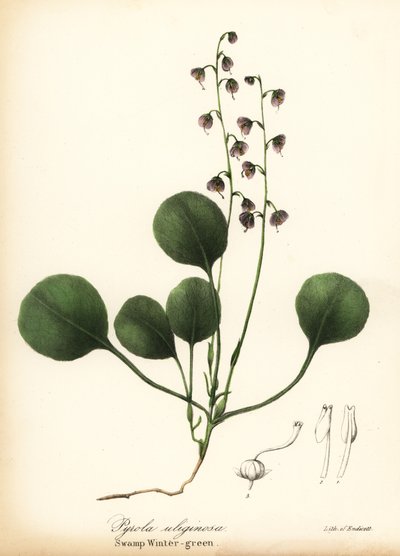 Liverblad vintergrønn, myr vintergrønn eller rosa vintergrønn, Pyrola asarifolia (sump vintergrønn, Pyrola uliginosa) av Endicott Endicott