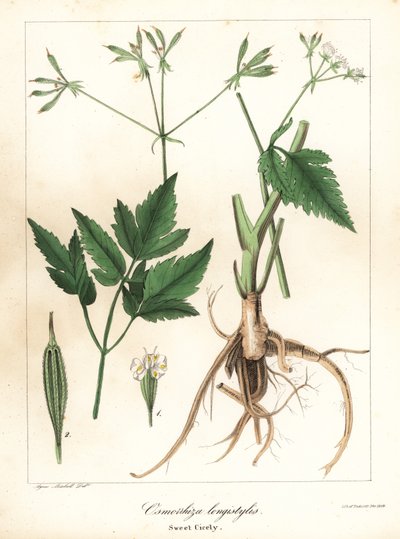 Langstilt sweet-cicely, longstyle sweetroot eller sweet cicely, Osmorhiza longistylis av Endicott Endicott