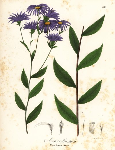 Lav grov aster eller grov treaster, Eurybia radula (Rasp-leaved aster, Aster radula) av Endicott Endicott