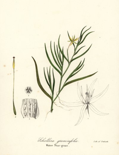 Gjørmeplantain eller vannhyasint, Heteranthera dubia (Vannstjernegress, Schollera graminifolia) av Endicott Endicott