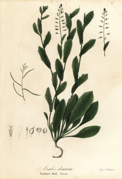 Murbeckiella pinnatifida (Tannveggkarse, Arabis dentata) av Endicott Endicott