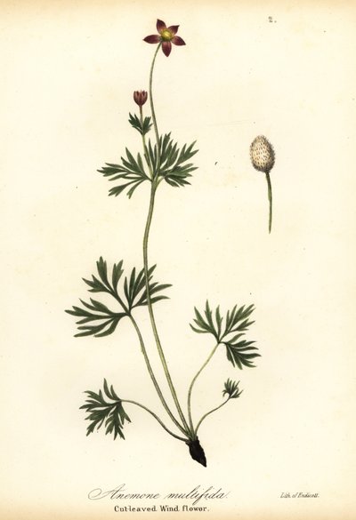 Stillehavsanemone eller avskåret vindblomst, Anemone multifida av Endicott Endicott