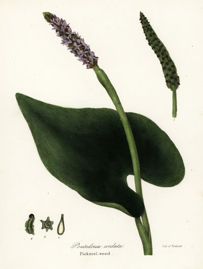 Plukkegras, Pontederia cordata av Endicott Endicott