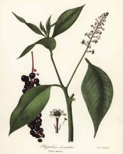 Pokeweed, Phytolacca americana (Phytolaca decandra) av Endicott Endicott