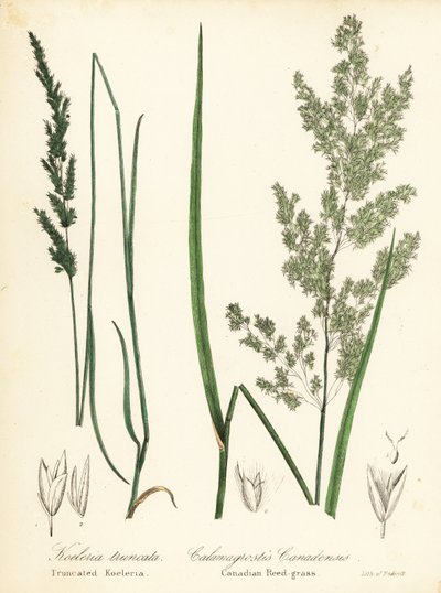 Prairie wedgescale, Sphenopholis obtusata og kanadisk rørgress, Calamagrostis canadensis av Endicott Endicott