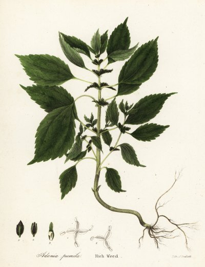 Rik ugress, Adenia pumila (Collinsonia canadensis?) av Endicott Endicott