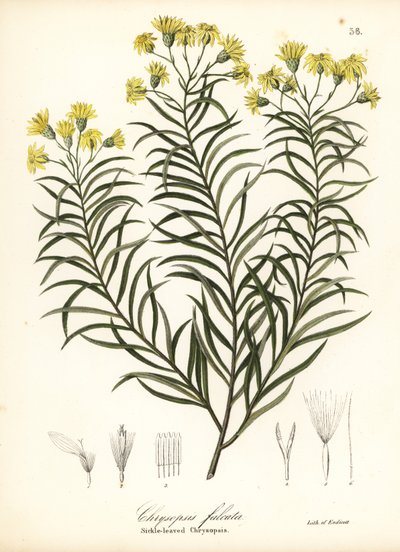 Sigdblad-silkegress eller sigdbladgylden aster, Pityopsis falcata (Sickle-leaved chrysopsis, Chrysopsis falcata) av Endicott Endicott