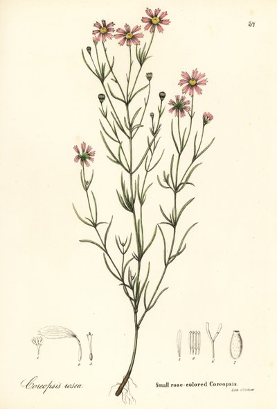 Liten rosafarget coreopsis, Coreopsis rosea av Endicott Endicott