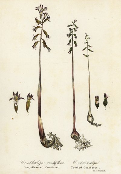 Flekkkorallrot, Corallorhiza maculata, og fallkorallrot, Corallorhiza odontorhiza (mangeblomstret korallrot, Corallorhiza multiflora og tannkorallrot, C av Endicott Endicott
