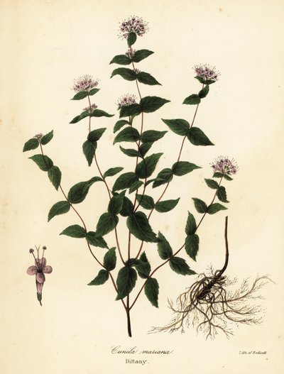 Steinmynte, frostmynte, dittany og amerikansk dittany, Cunila origanoides (Cunila mariana) av Endicott Endicott