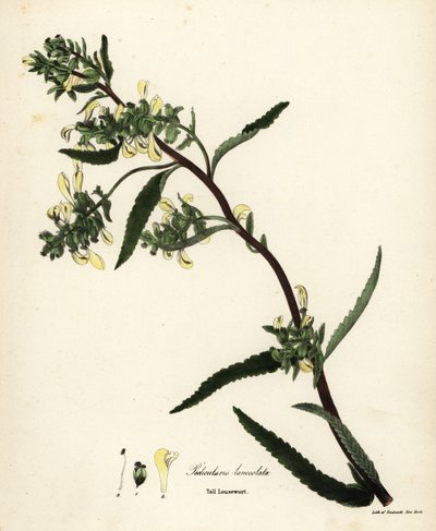 Høy lusurt eller sumplusseurt, Pedicularis lanceolata av Endicott Endicott