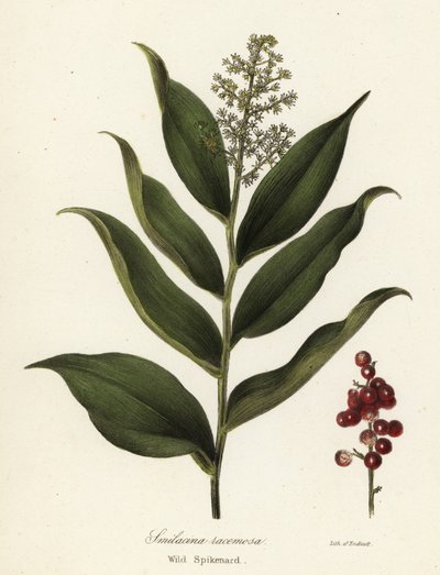 Treacleberry, Maianthemum racemosum (Wild spikenard, Smilacina racemosa) av Endicott Endicott