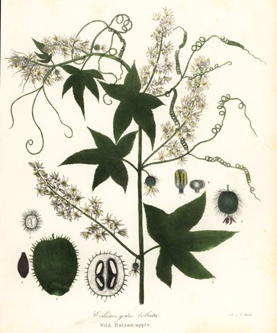 Vill agurk, stikkende agurk, bur agurk eller vill balsam eple, Echinocystis lobata av Endicott Endicott