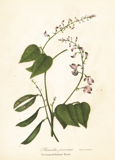 Vill kidneybønne, Phaseolus polystachios (flerårig kidney-bønne, Phaseolus perennis) av Endicott Endicott