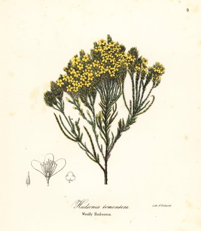 Ullstrandlyng, strandlyng, sandlyng eller ullen hudsonia, Hudsonia tomentosa av Endicott Endicott