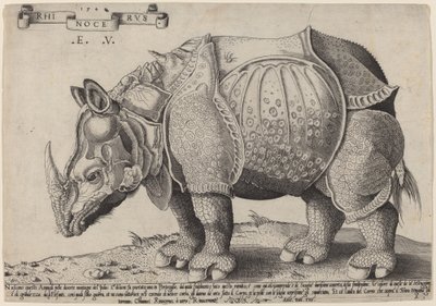 Neshorn av Enea Vico after Albrecht Dürer