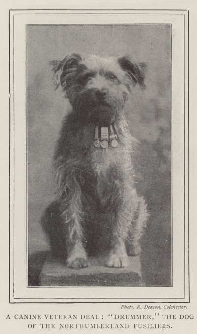 En hundeveteran død, trommeslager, hunden til Northumberland Fusiliers av English Photographer