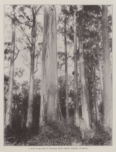 Et gigantisk Karri-tre i Denmark Hills Forest, Vest-Australia av English Photographer