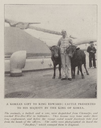 En koreansk gave til kong Edward, storfe presentert til Hans Majestet av kongen av Korea av English Photographer