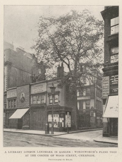 Et litterært London-landemerke i fare, Wordsworths platan ved hjørnet av Wood Street, Cheapside av English Photographer