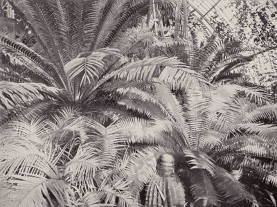 En gruppe sykader i palmehuset i Kew (s/h-bilde) av English Photographer