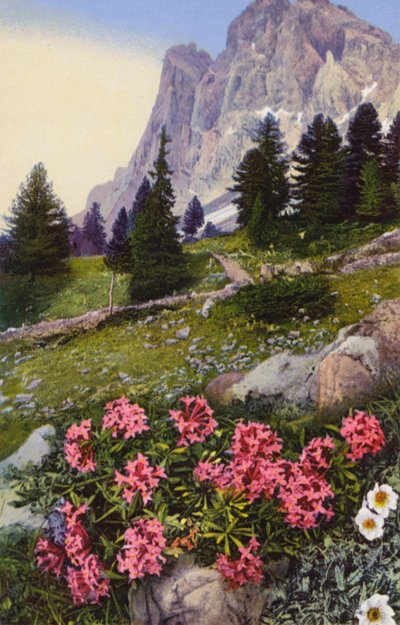 Alpeblomster: Daphne Striata med Dryas Octopetala (til høyre) (fargebilde) av English Photographer