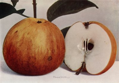 Apple, James Grieve (fargefoto) av English Photographer