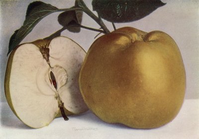 Apple, Lord Derby (fargefoto) av English Photographer