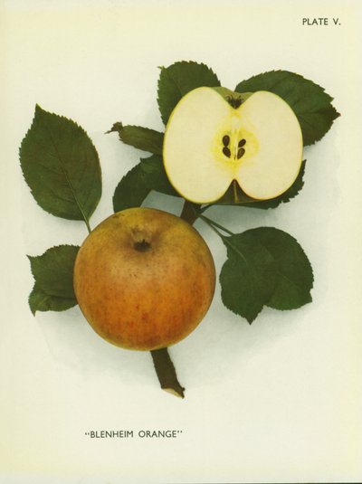 Epler fra England: Blenheim Orange (fargebilde) av English Photographer