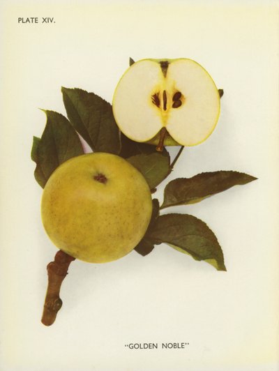 Epler fra England: Golden Noble (fargebilde) av English Photographer