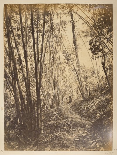 Bambusskog på Teesta.  Utsikt over Darjeeling. 1870-tallet av English Photographer