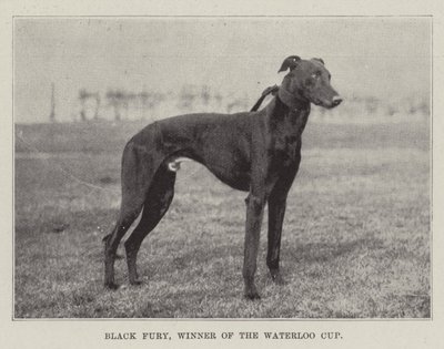Black Fury, vinner av Waterloo Cup av English Photographer