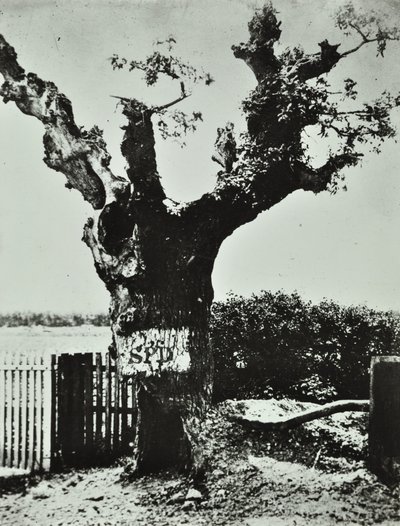 Brockley Lane: Old Oak, London, 1890 av English Photographer
