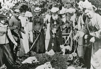 Katteutstilling i Royal Botanic Gardens, Westminster, i 1900 av English Photographer