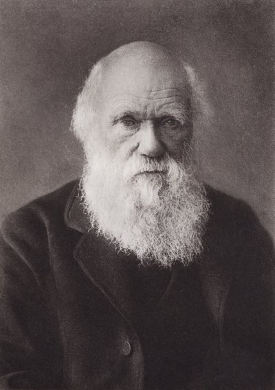 Charles Darwin, portrett, ca 1880 (s/hvitt-bilde) av English Photographer
