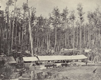 Childers Sagbruk, Gippsland av English Photographer