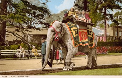 Barn nyter en tur på elefanten Rosie, Bristol Zoo (bilde) av English Photographer