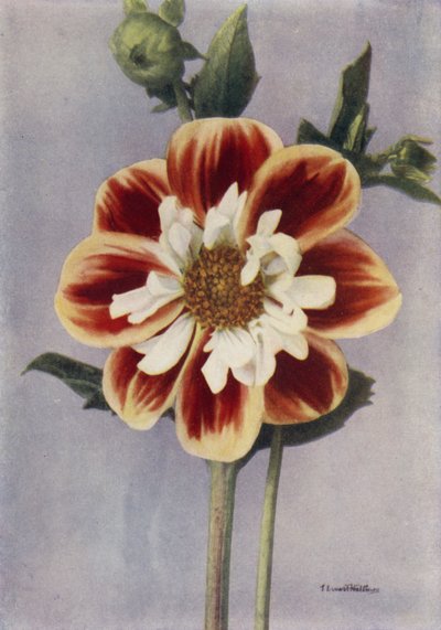 Collarette Dahlia, Gallia (fargebilde) av English Photographer