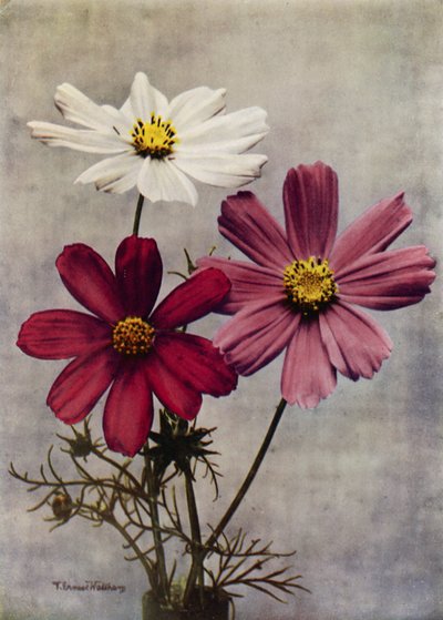Cosmos Bipinnatus (fargebilde) av English Photographer