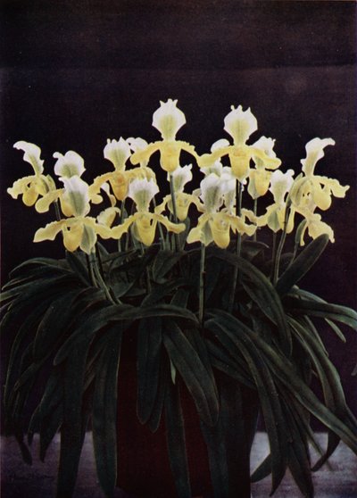 Cypripedium Insigne Sanderae (fargebilde) av English Photographer