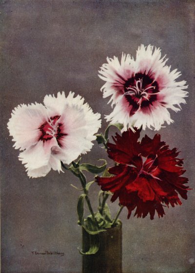 Dianthus Chinensis, var. Heddewig (fargebilde) av English Photographer